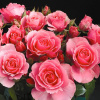 EEQUE (EQ ZA)'s picture